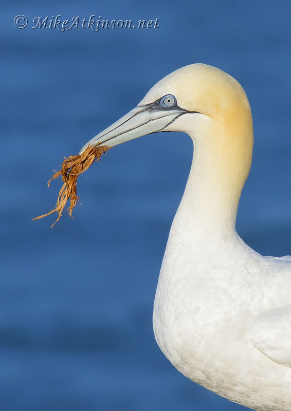 Gannet