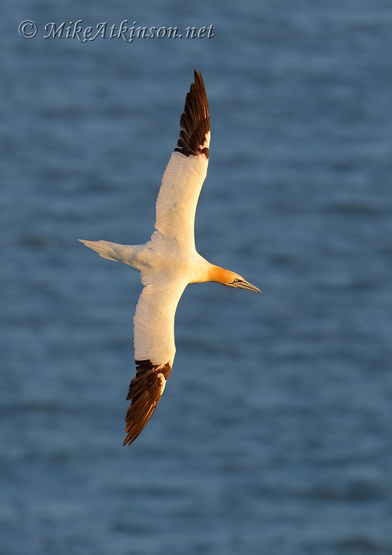 Gannet