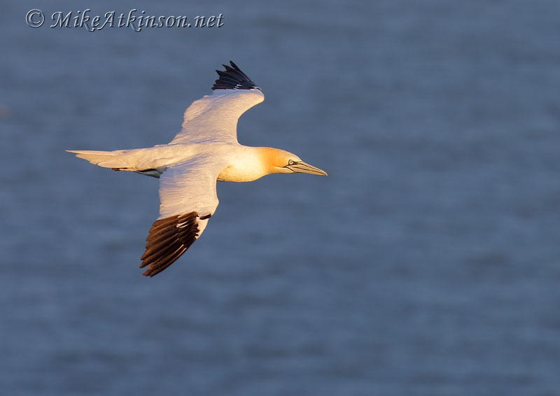 Gannet