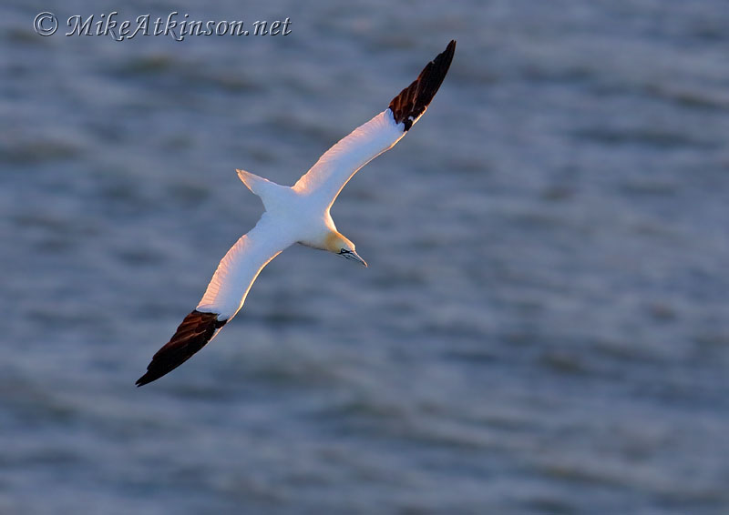 Gannet