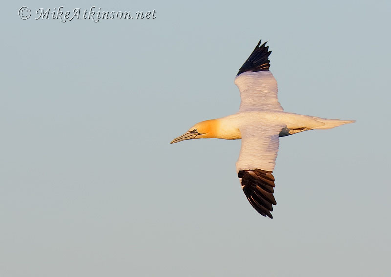 Gannet