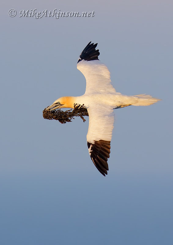 Gannet