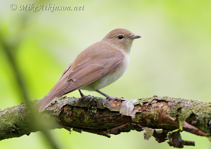 Garden Warbler
