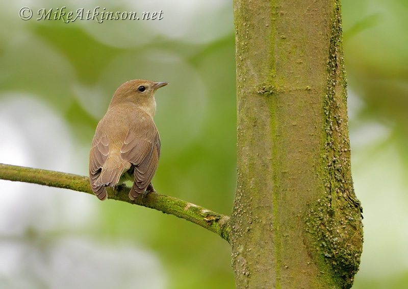 Garden Warbler