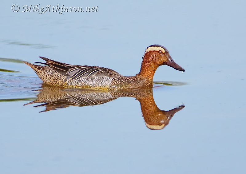 Garganey