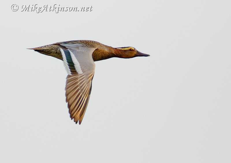 Garganey