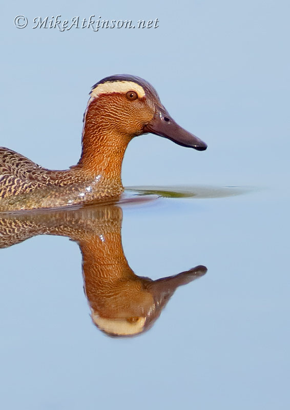 Garganey