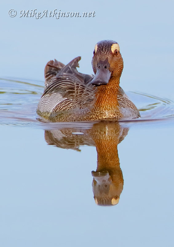 Garganey
