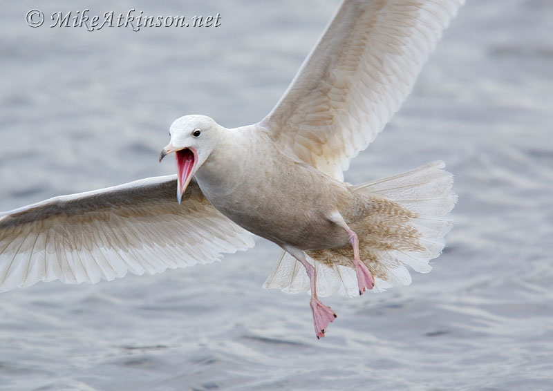 Glaucous Gull