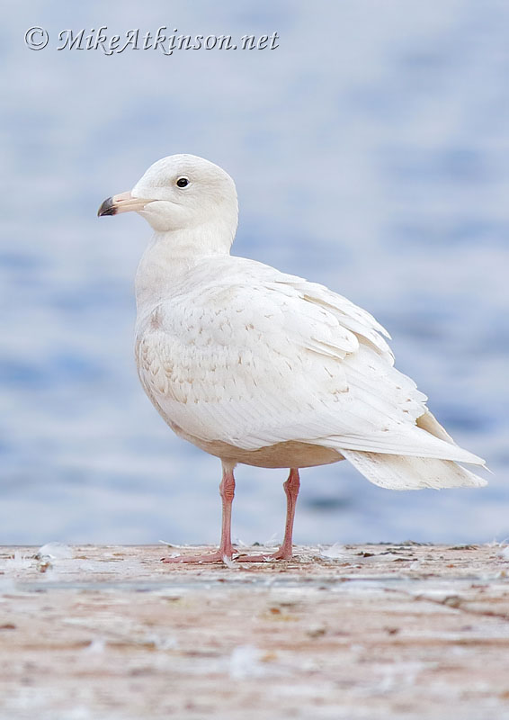 Glaucous Gull