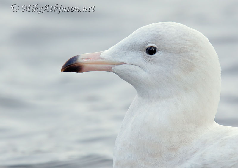Glaucous Gull