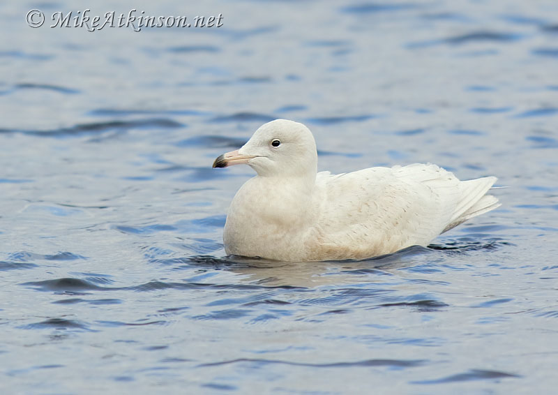 Glaucous Gull