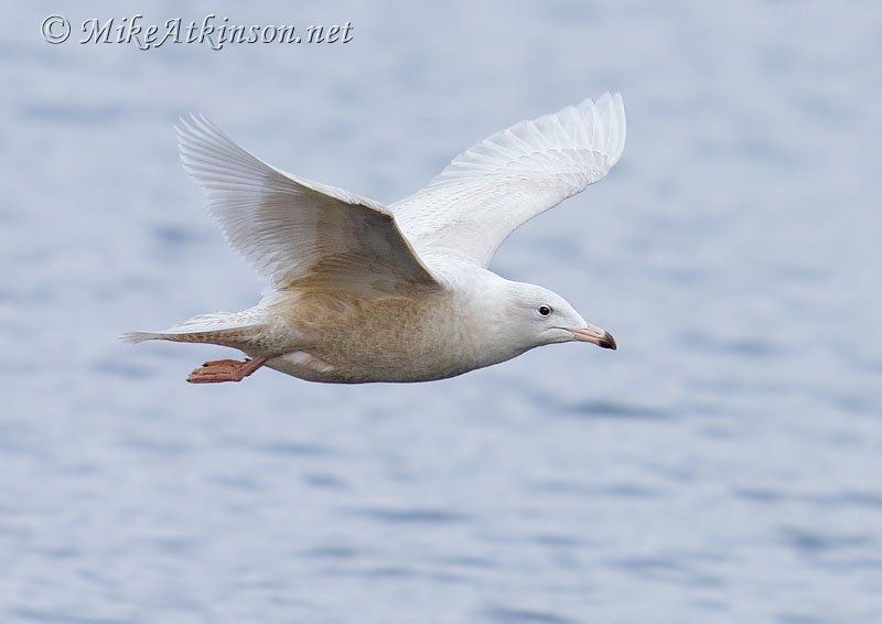 Glaucous Gull