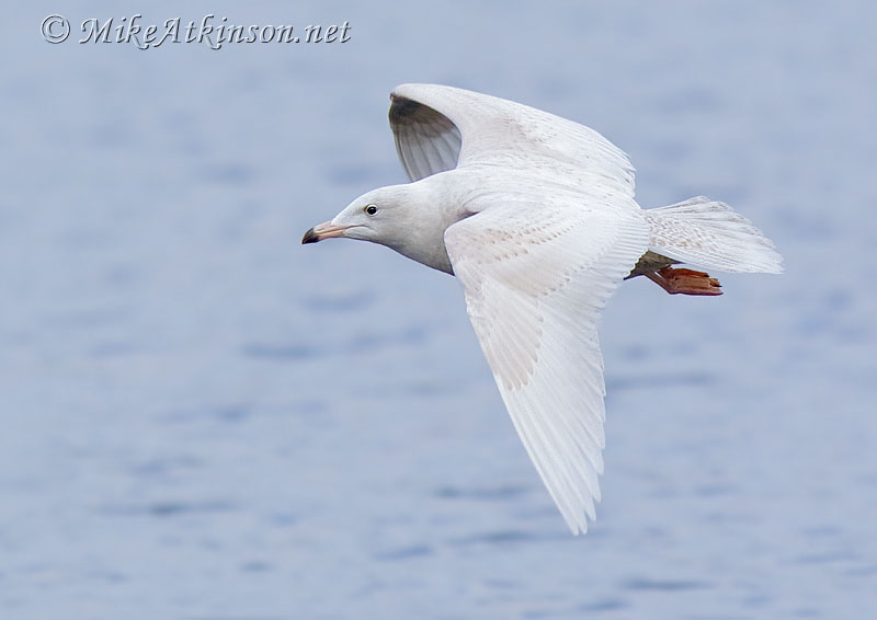 Glaucous Gull