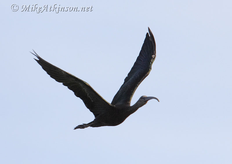 Glossy Ibis