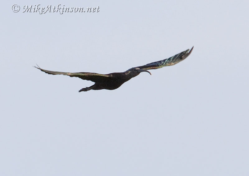 Glossy Ibis