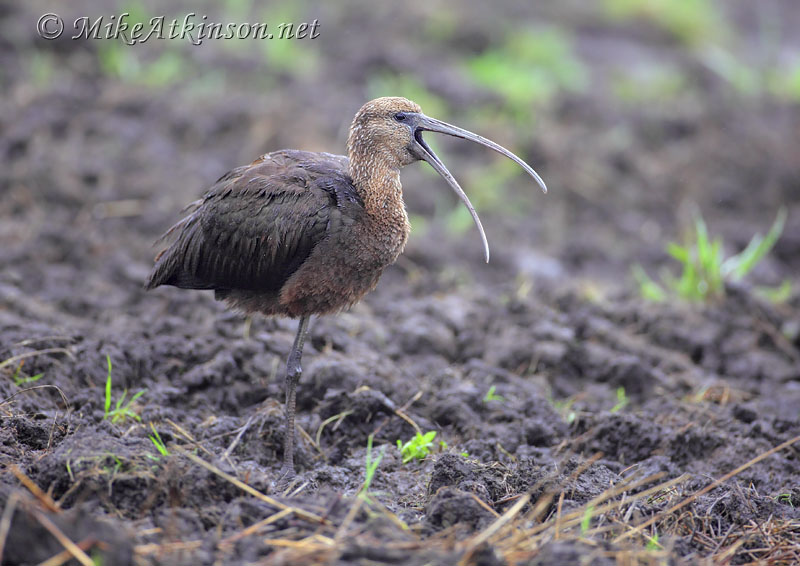 Glossy Ibis