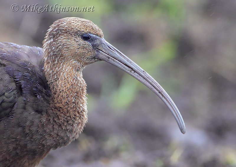 Glossy Ibis