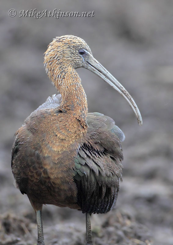 Glossy Ibis