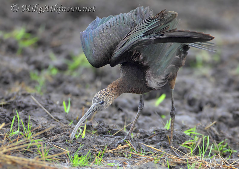 Glossy Ibis