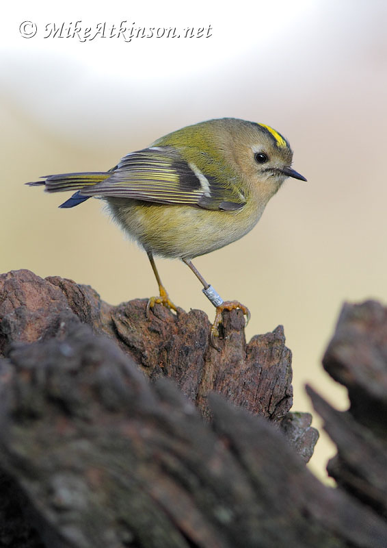 Goldcrest