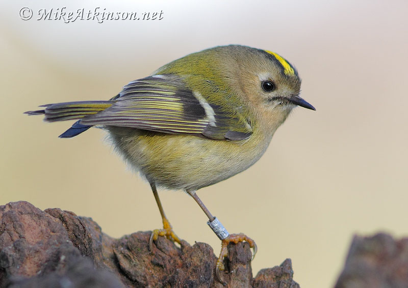 Goldcrest