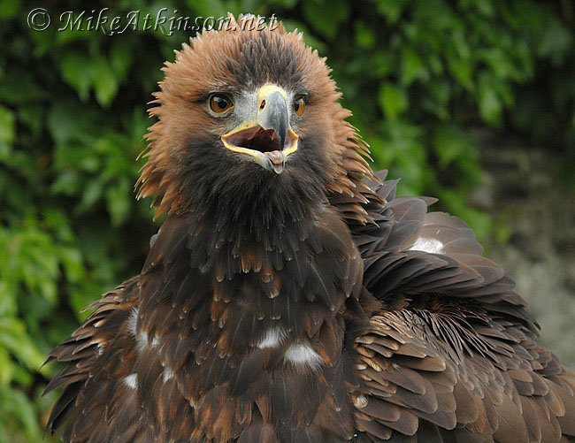 Golden Eagle (captive bird)