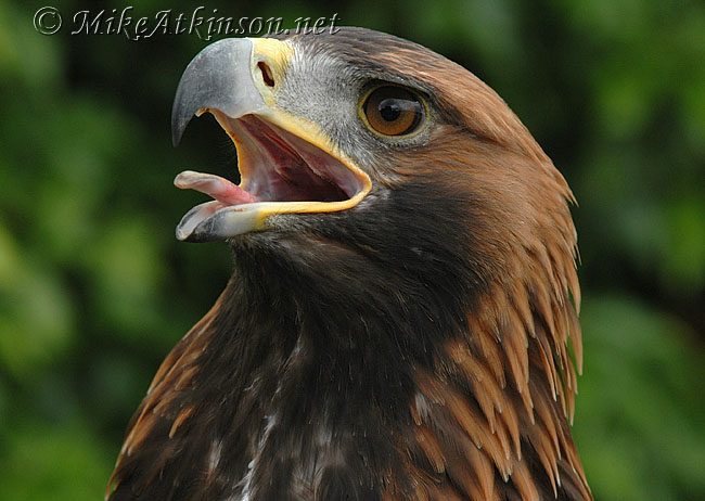 Golden Eagle (captive bird)