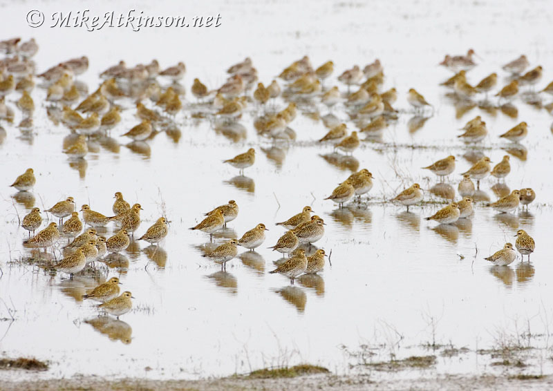 Golden Plover