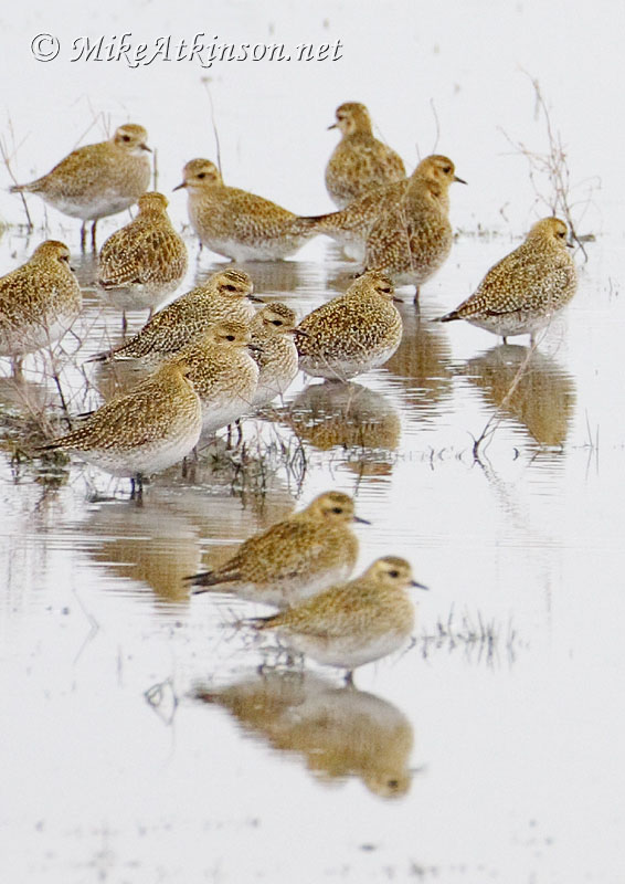 Golden Plover