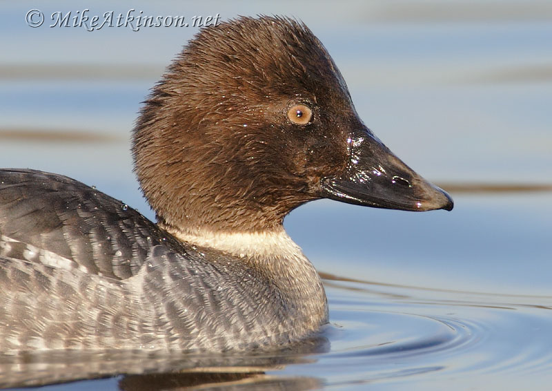Goldeneye