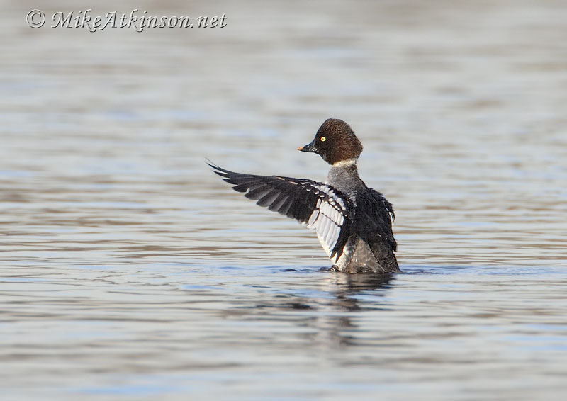 Goldeneye