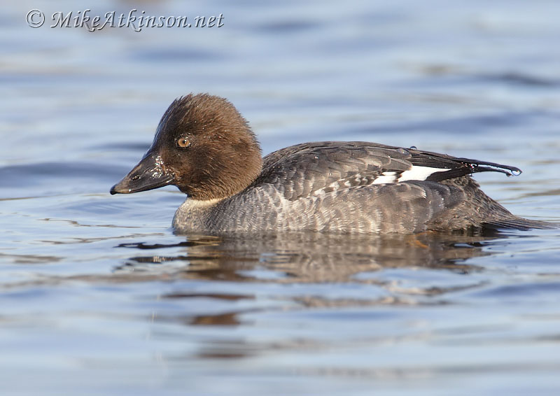 Goldeneye