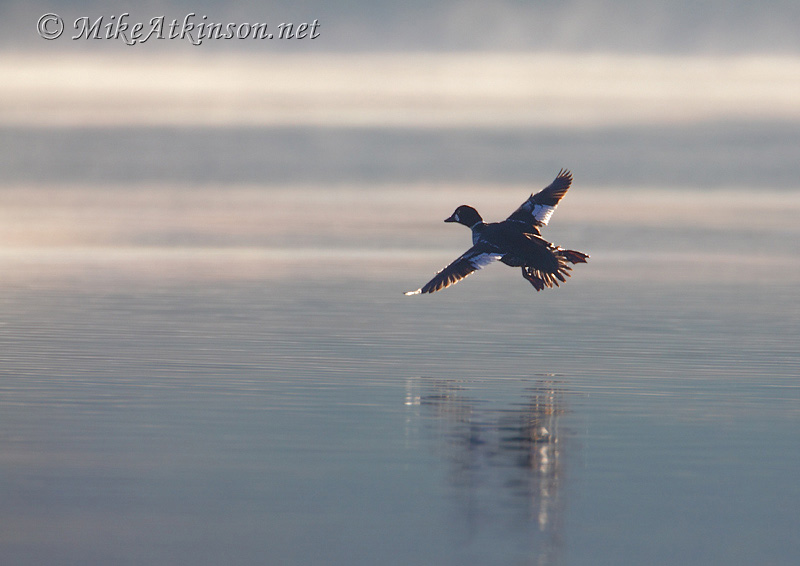 Goldeneye