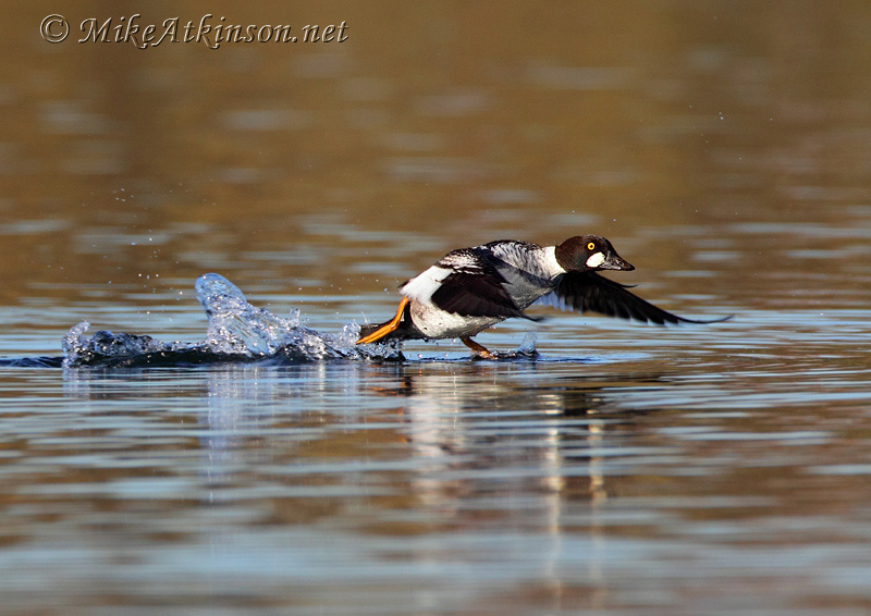 Goldeneye