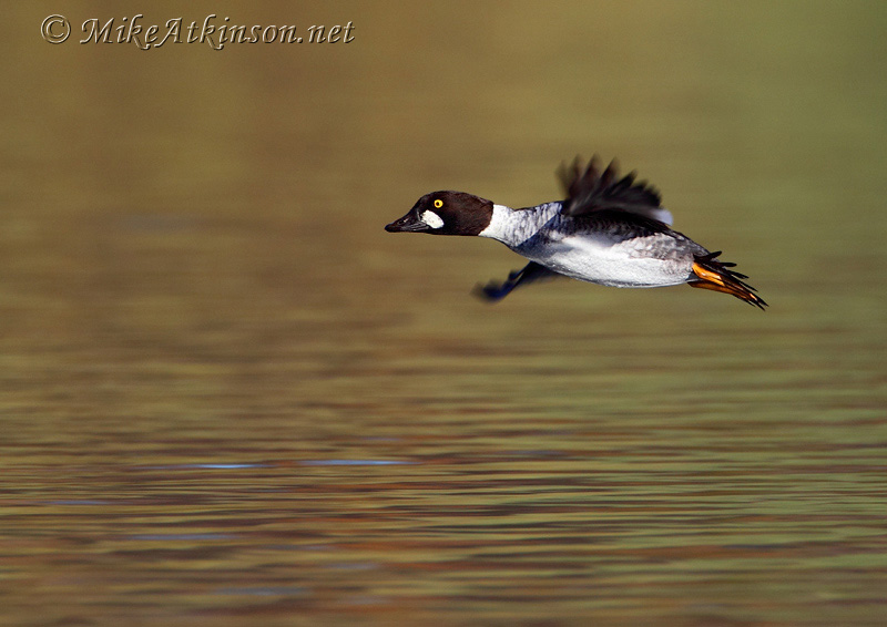 Goldeneye