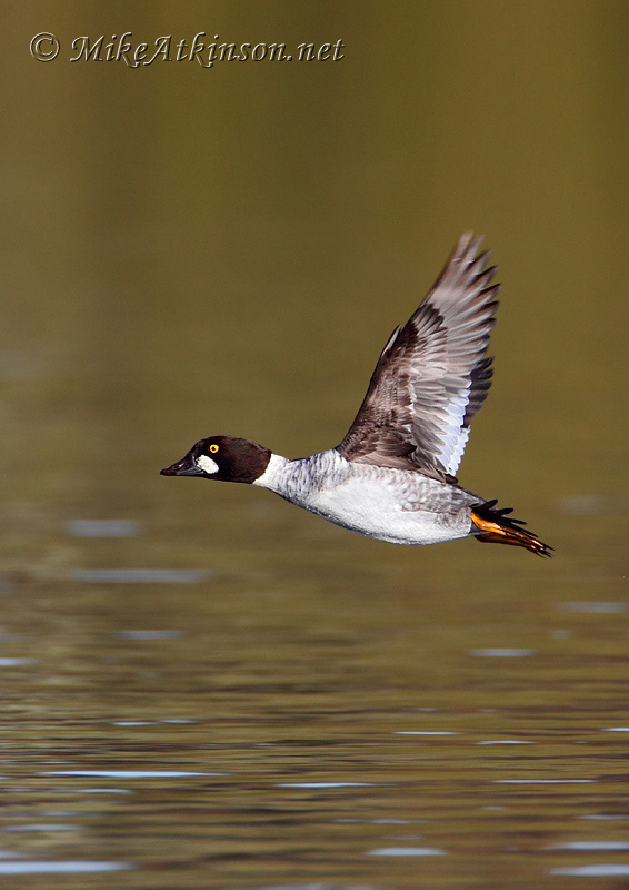 Goldeneye