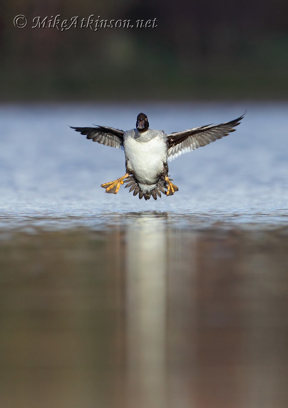 Goldeneye