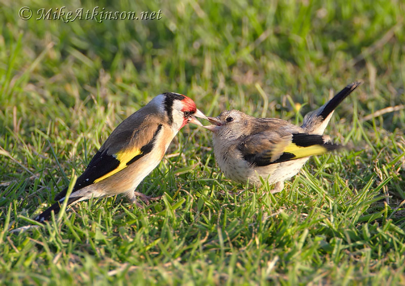 Goldfinch