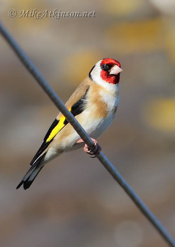 Goldfinch