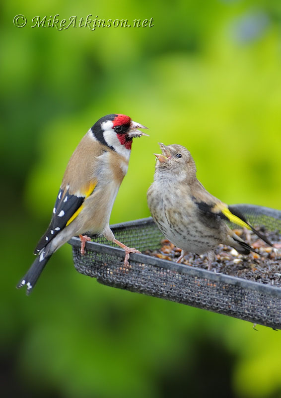 Goldfinch