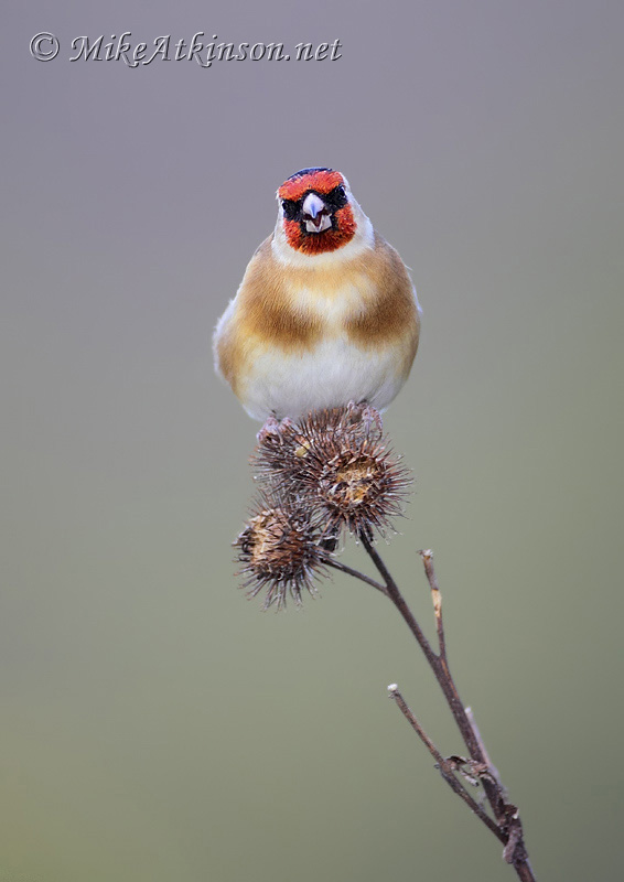 Goldfinch