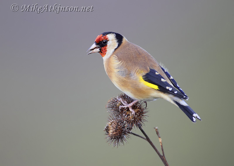 Goldfinch