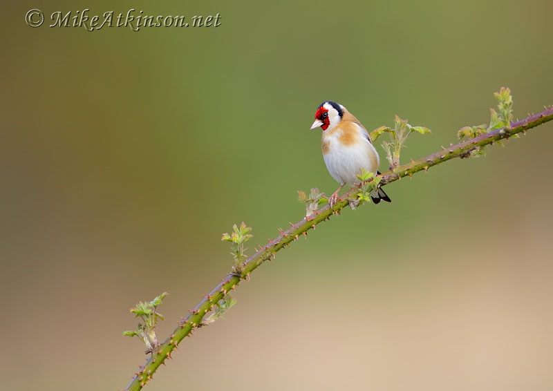 Goldfinch