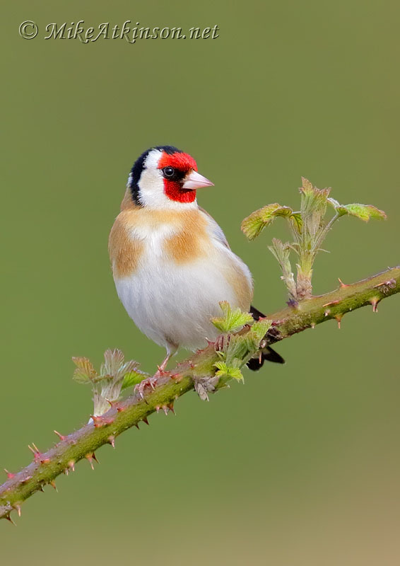 Goldfinch