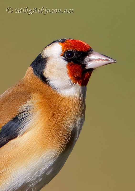Goldfinch