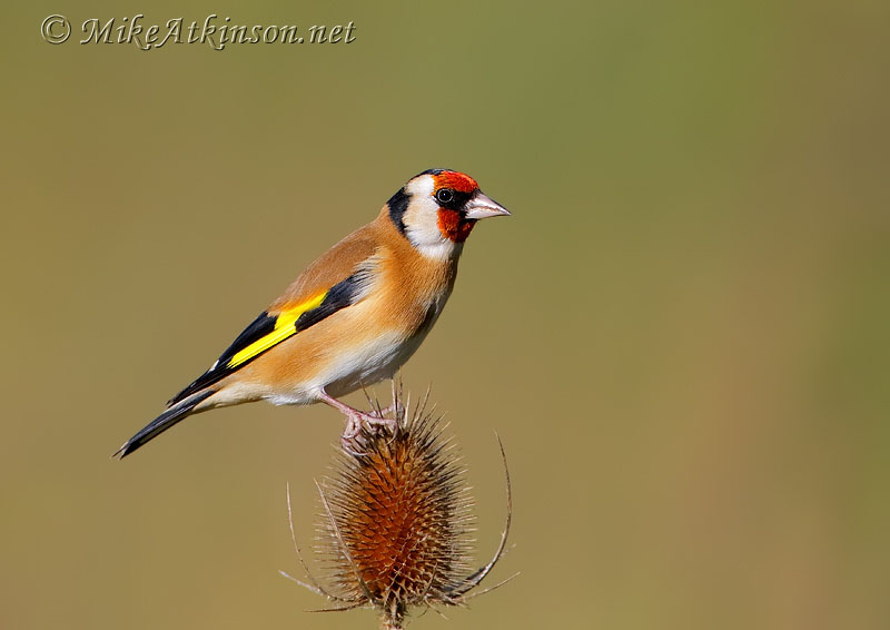 Goldfinch