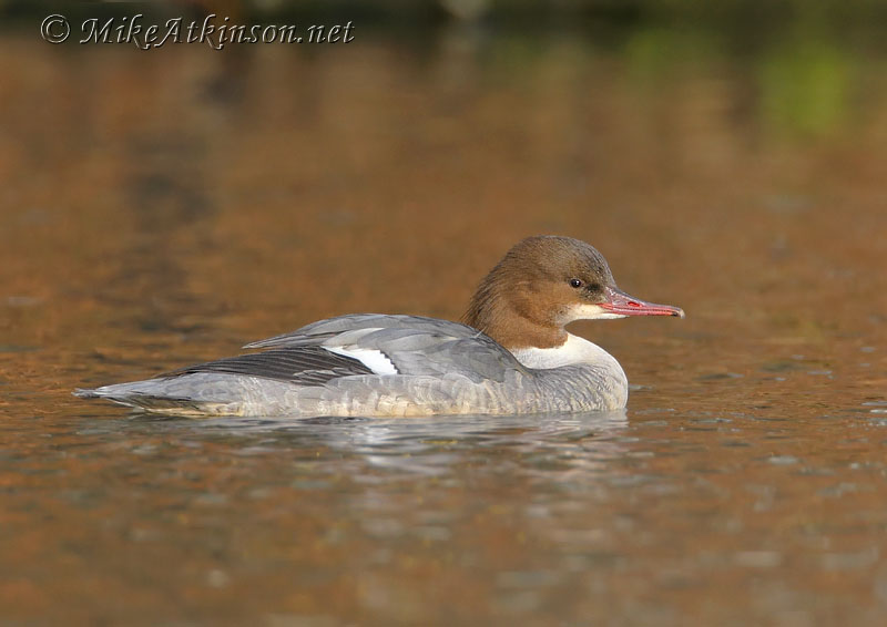 Goosander