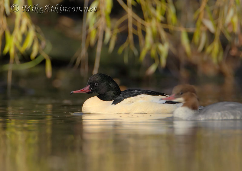 Goosander