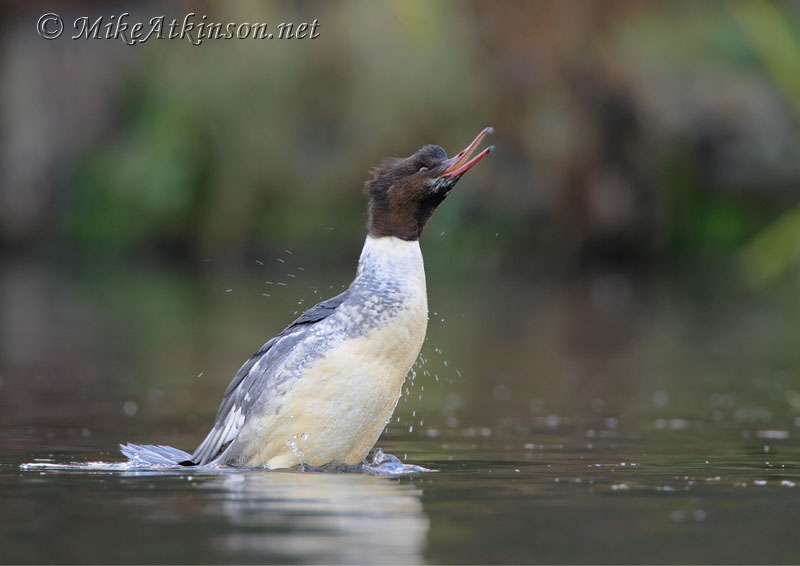 Goosander